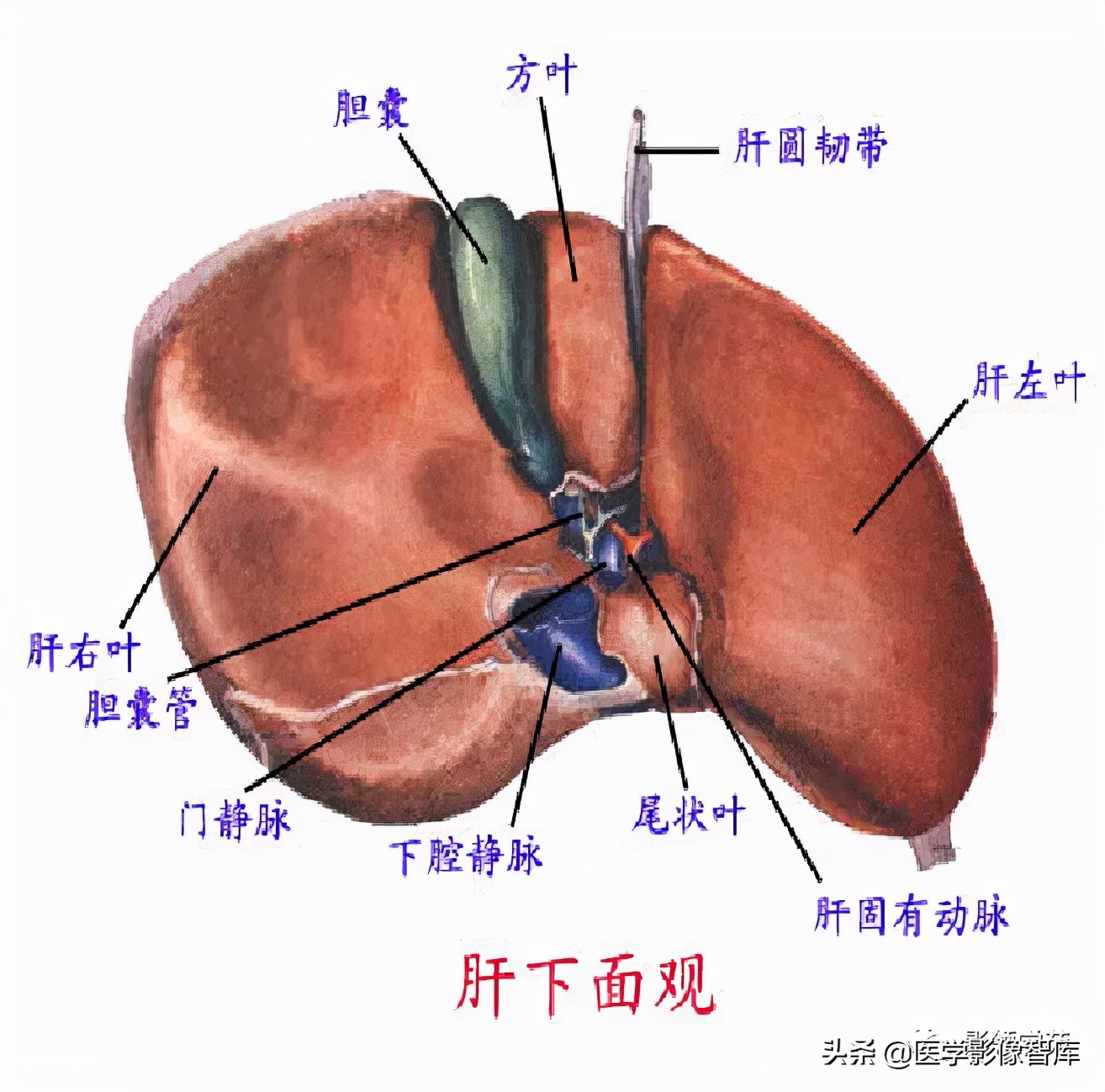 肝脏影像分叶分段解剖图,肝脏分段解剖图谱