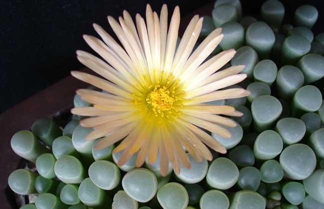 100种好看的多肉植物,50多种多肉品种大全