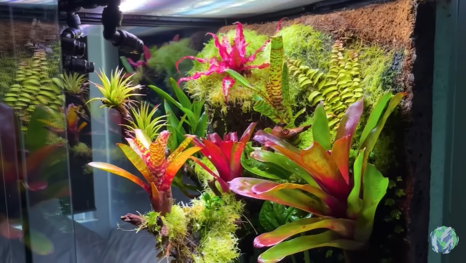 美国小哥在卧室建出一缸热带雨林，食物链环环相扣，太强了