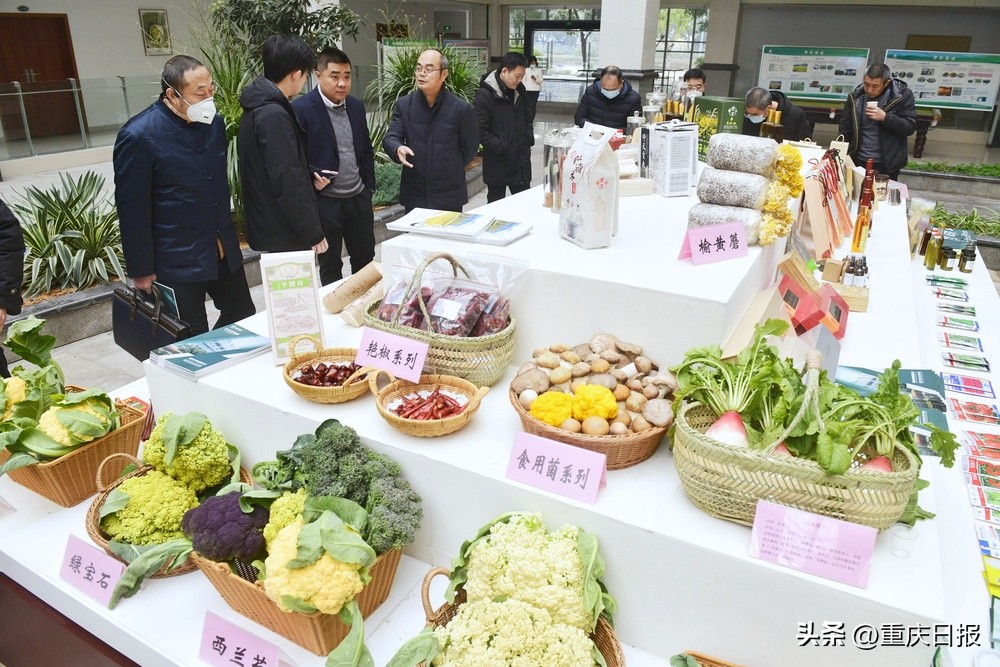 油菜能摘菜薹吃、萝卜口感像甜梨、鱼菜共生AI工厂……重庆农业科技咋样？看看这些宝贝就知道