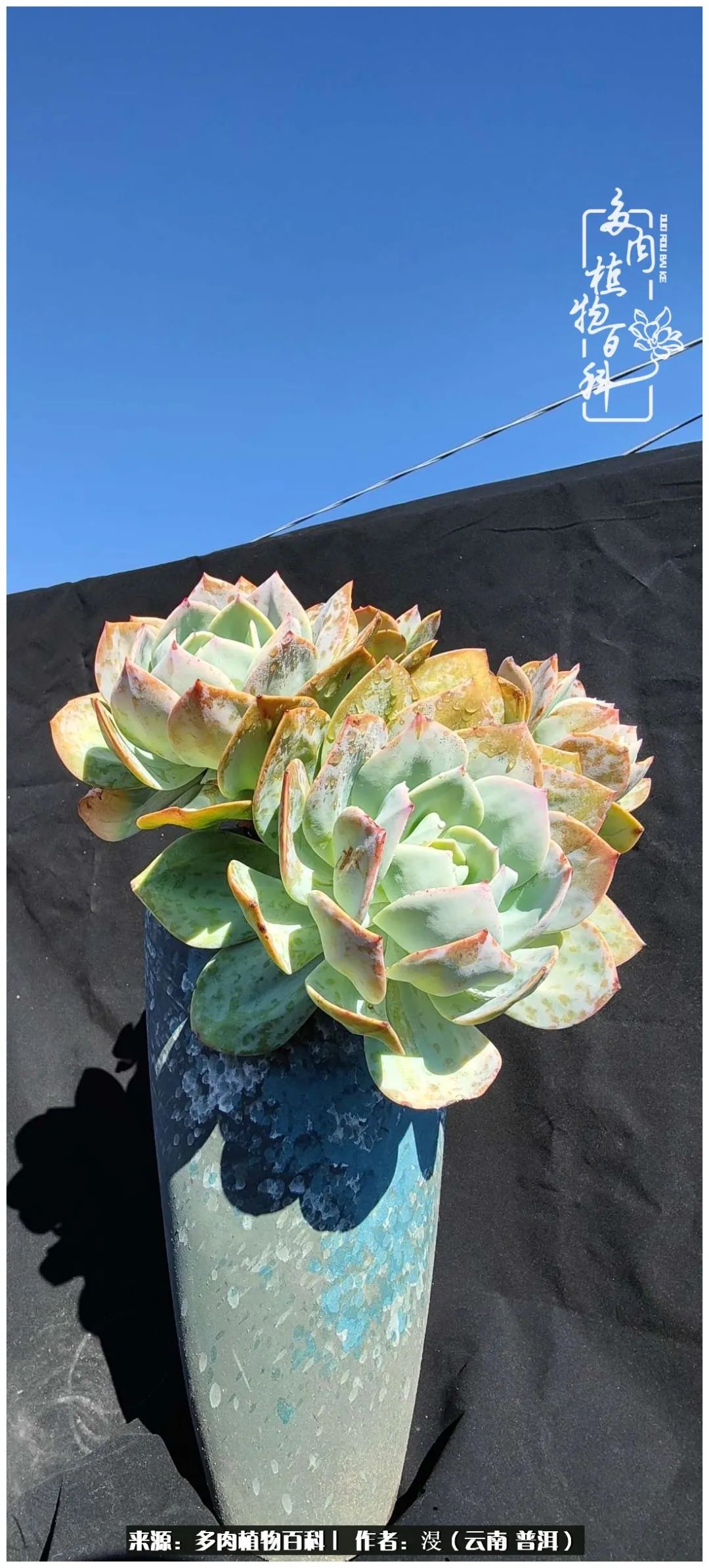 云南的冬天没有云！养肉七年，不谈得失，只论陪伴！