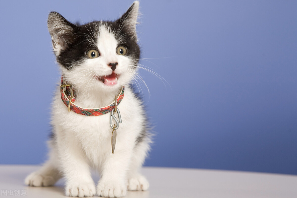 猫之间可以互相交流吗,猫的交流方式和注意事项