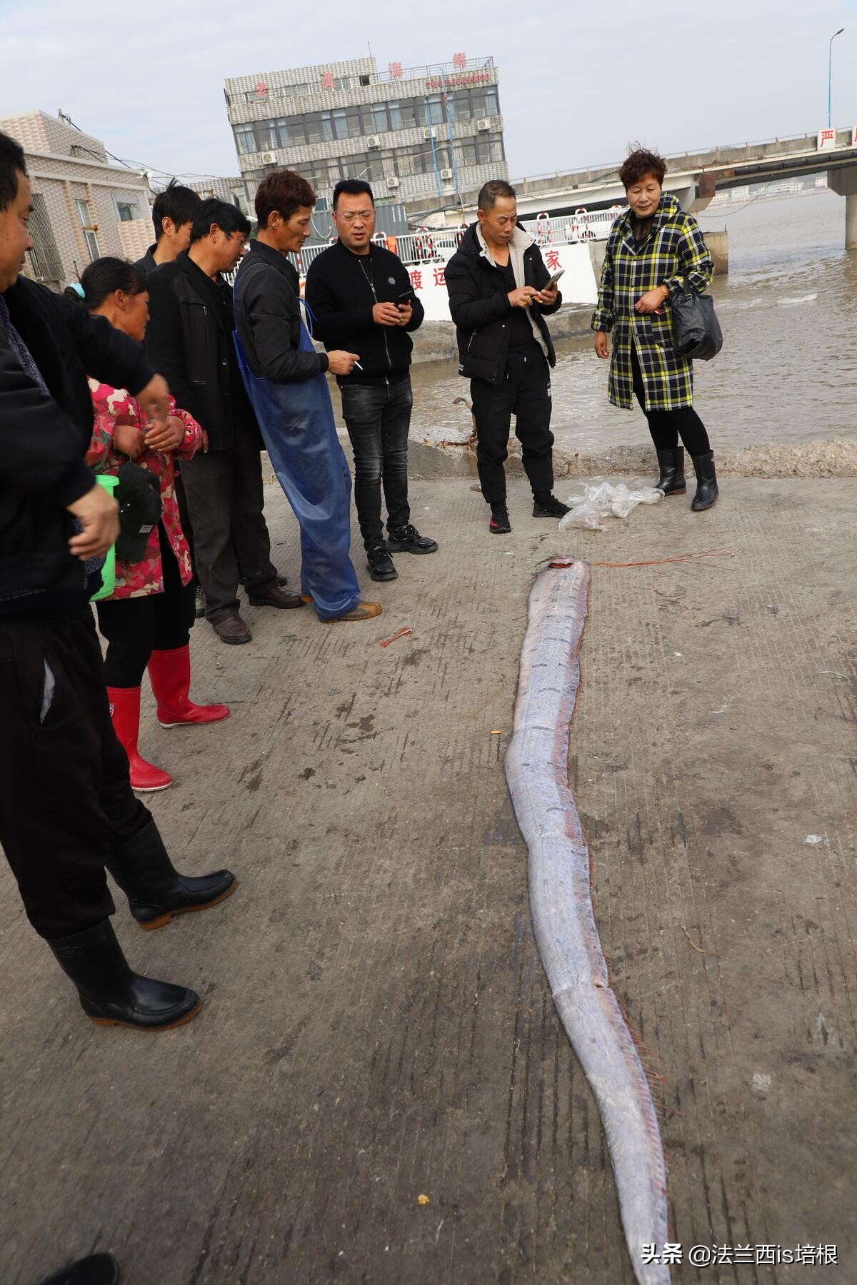 海怪“地震鱼”现身台湾！足有6米长，近期会发生地震海啸吗？