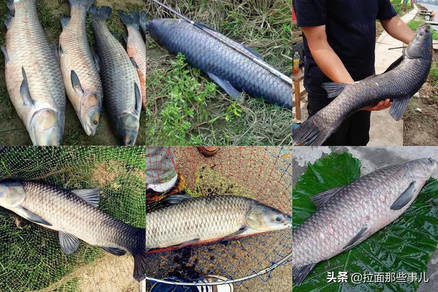 建议中老年人，少吃面食和猪肉，多吃这6种鱼，越吃越健康