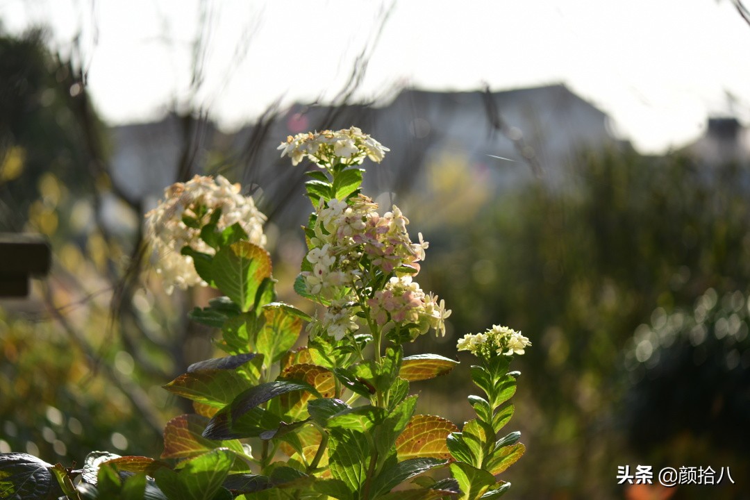 冬日里依旧盛开的月季,洁白无瑕的大绣球花开花