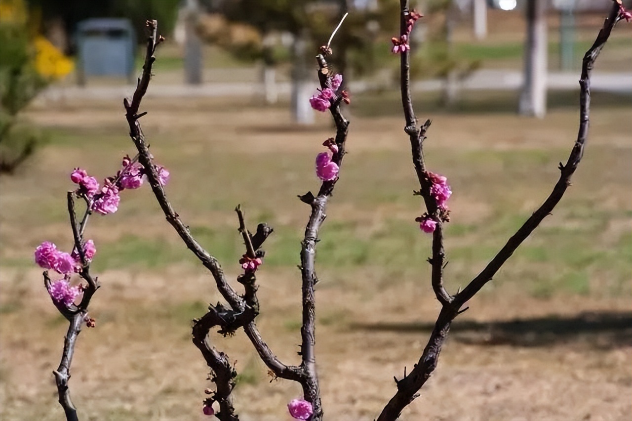 桃胶有什么用怎样吃,桃胶有什么用处能美白吗