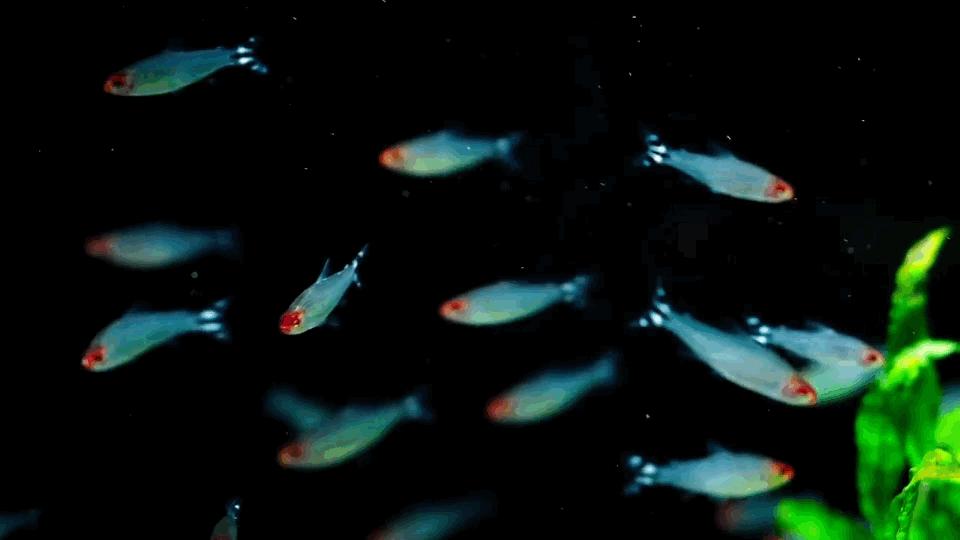 热带观赏鱼长视频,各种热带观赏鱼介绍