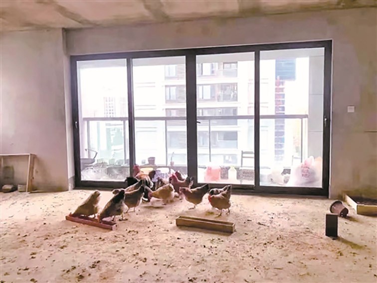 杀虫剂杀得了蟑螂吗,家里的蟑螂用杀虫剂都杀不死