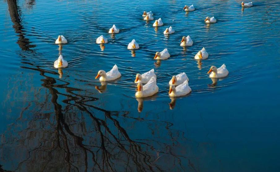 五首关于春天的经典诗词,关于春天绝美的古诗词句