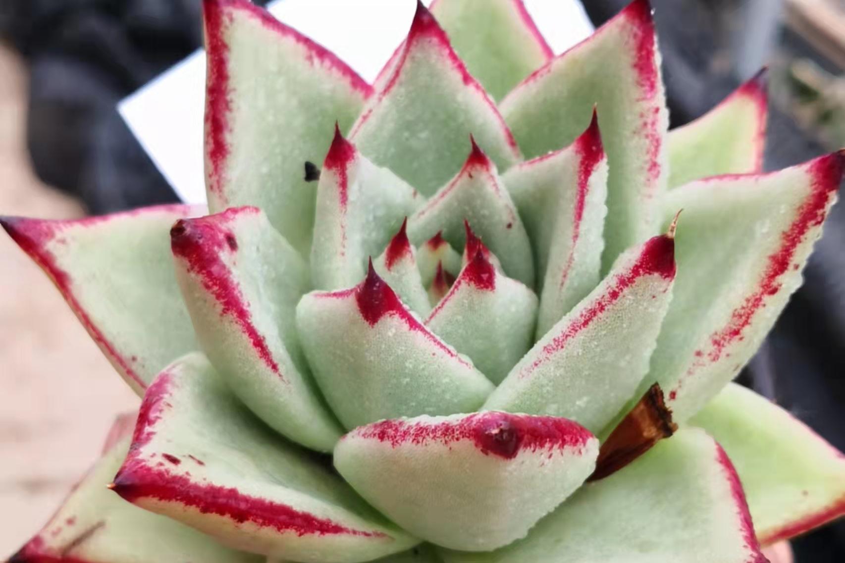 乌木怎么养的叶片肥厚,东云乌木多肉怎么养