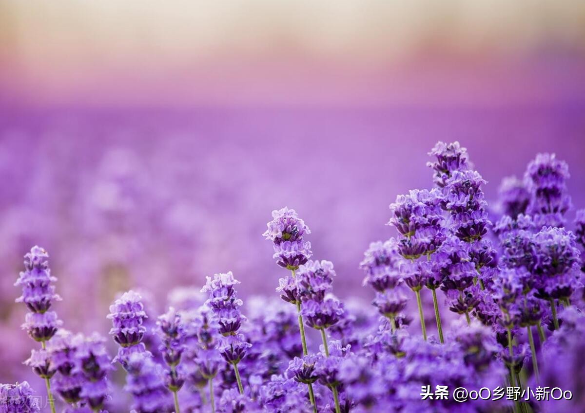 盆栽衣草种子的种植方法和时间,春夏季薰衣草种子种植方法全过程