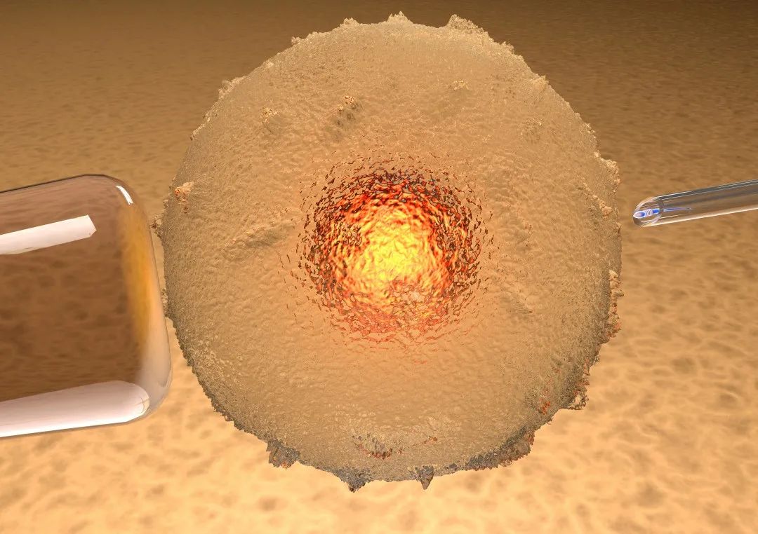 梁晓燕：科学辅助生殖，不如卵子年轻有生育力