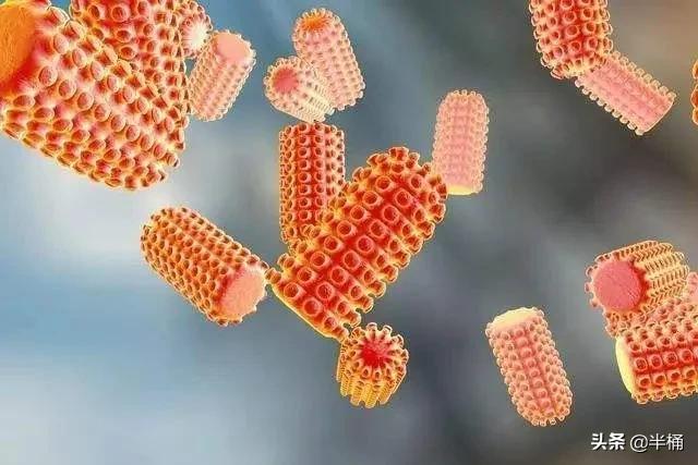 腐肉没有营养为什么有的动物吃,动物为什么能吃腐肉