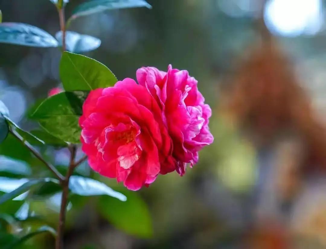 这个季节去哪里玩最合适昆明周边,昆明周边过年旅游推荐