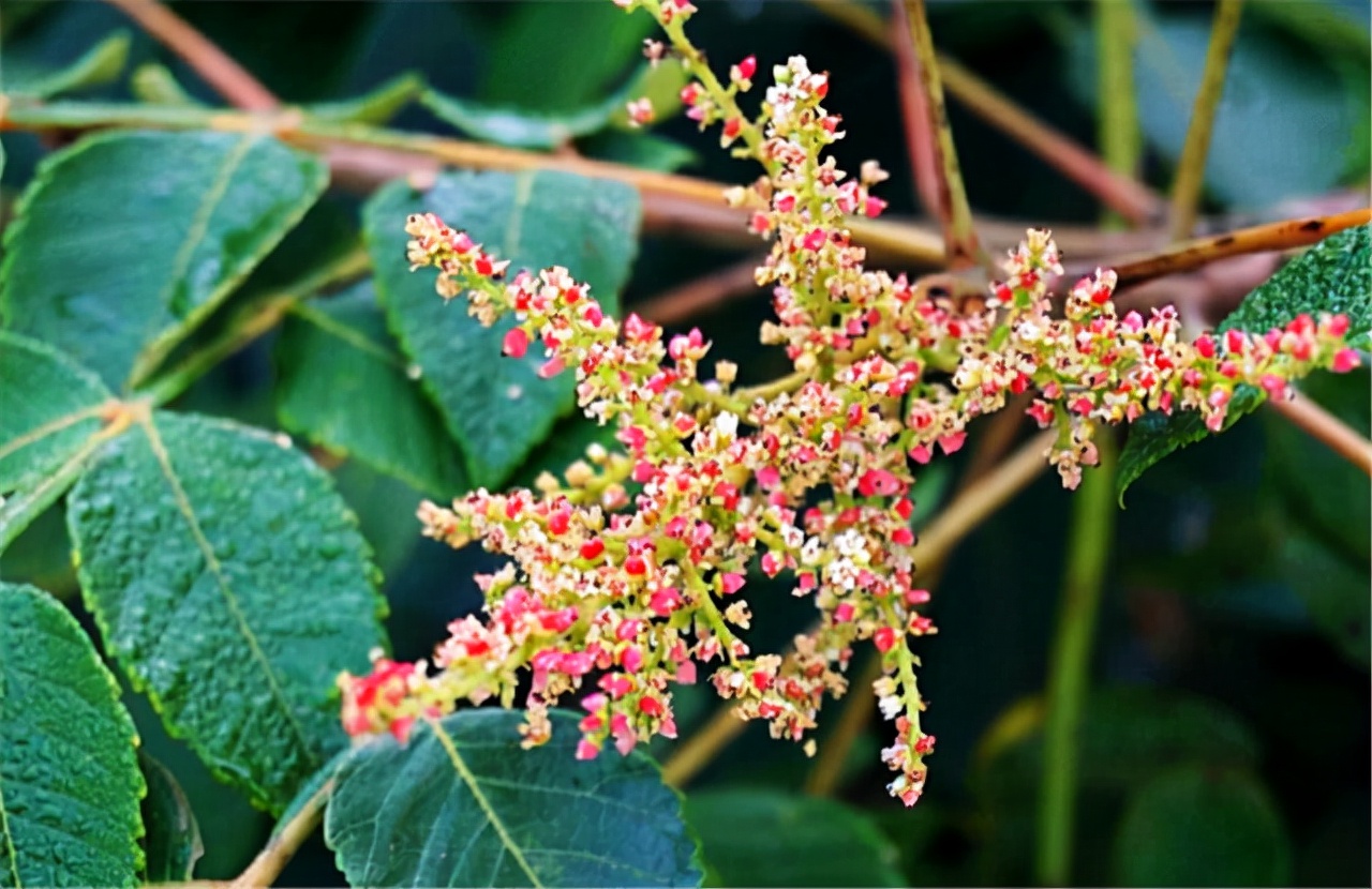 农村一种树全身都是宝,农村一种树花里面很多虫
