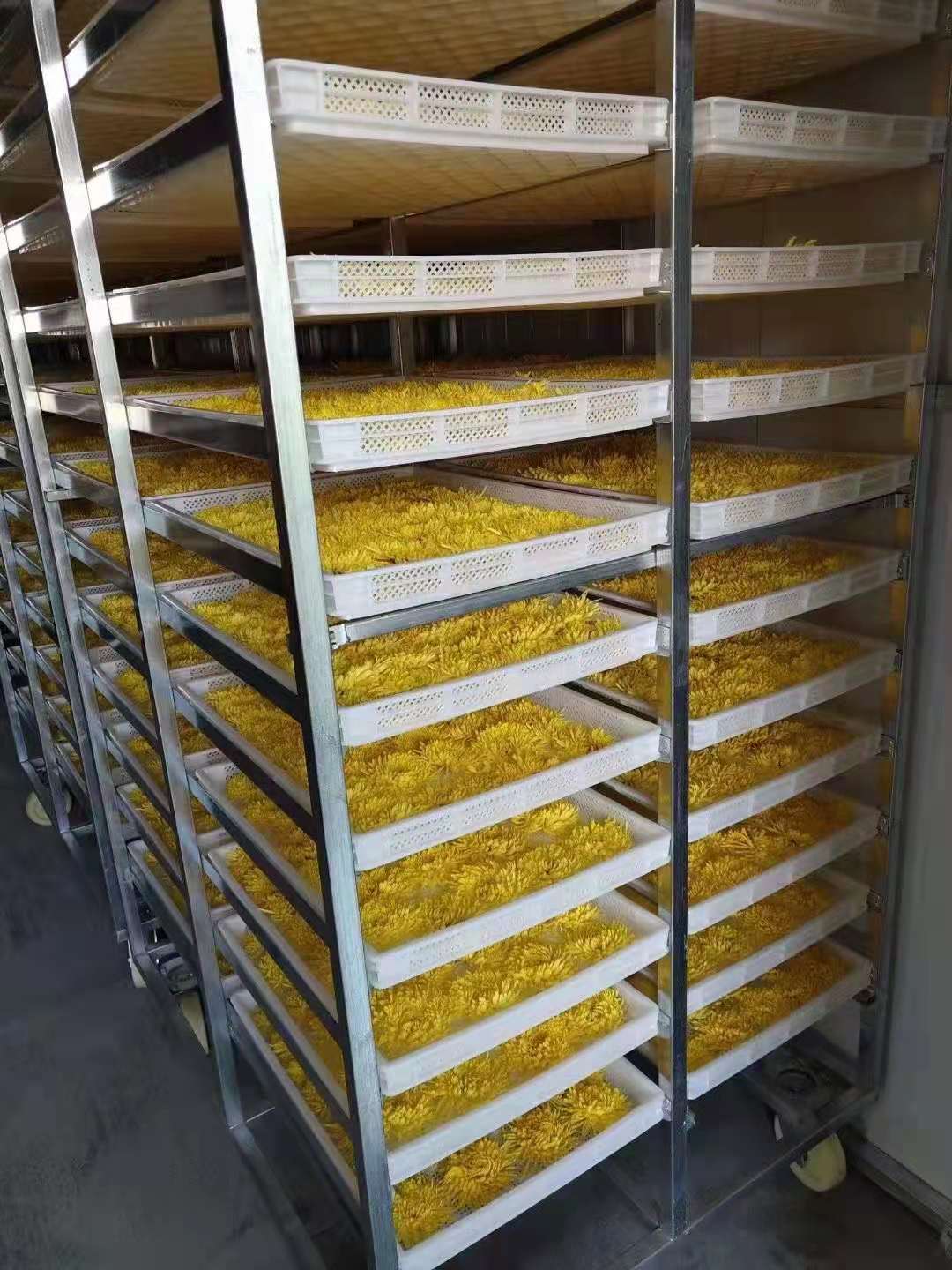 广东菊花烘干设备定制,全自动菊花烘干设备价格