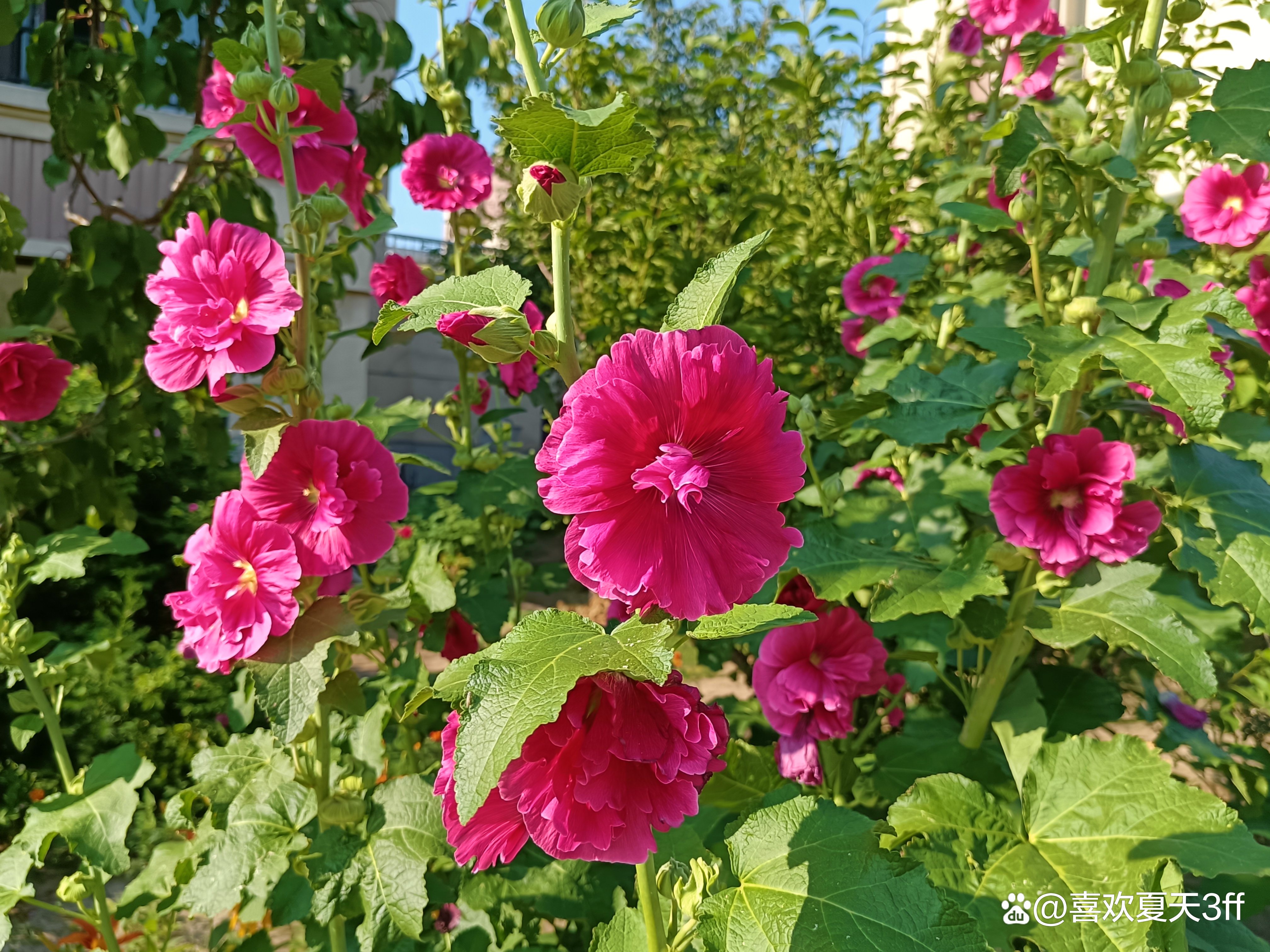 初秋时节鲜花盛开姹紫嫣红,花开初夏花香四溢