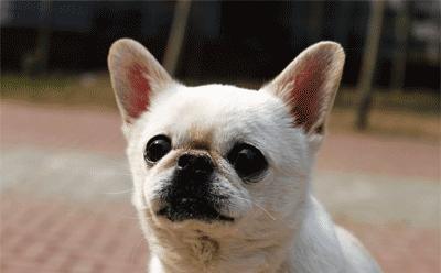 狗狗身上有臭味教你几招轻松解决,狗狗嘴里难闻