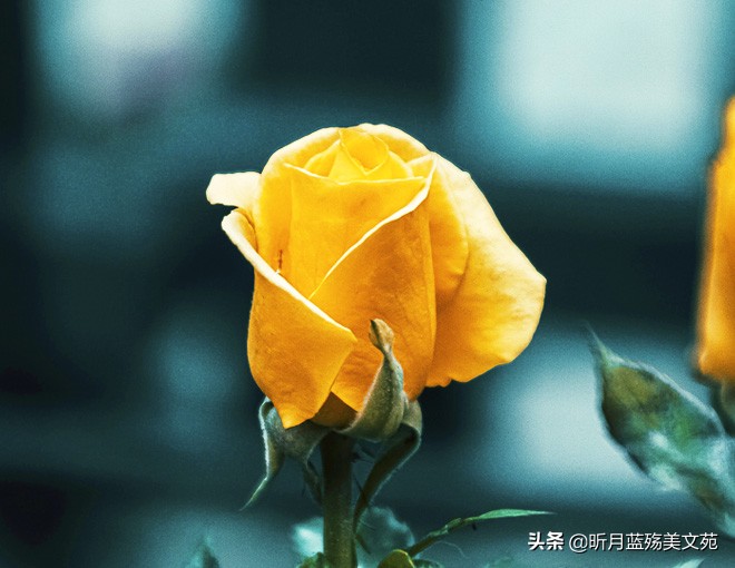 时光清浅一念情起一生相思,时光清浅愿你一切安好