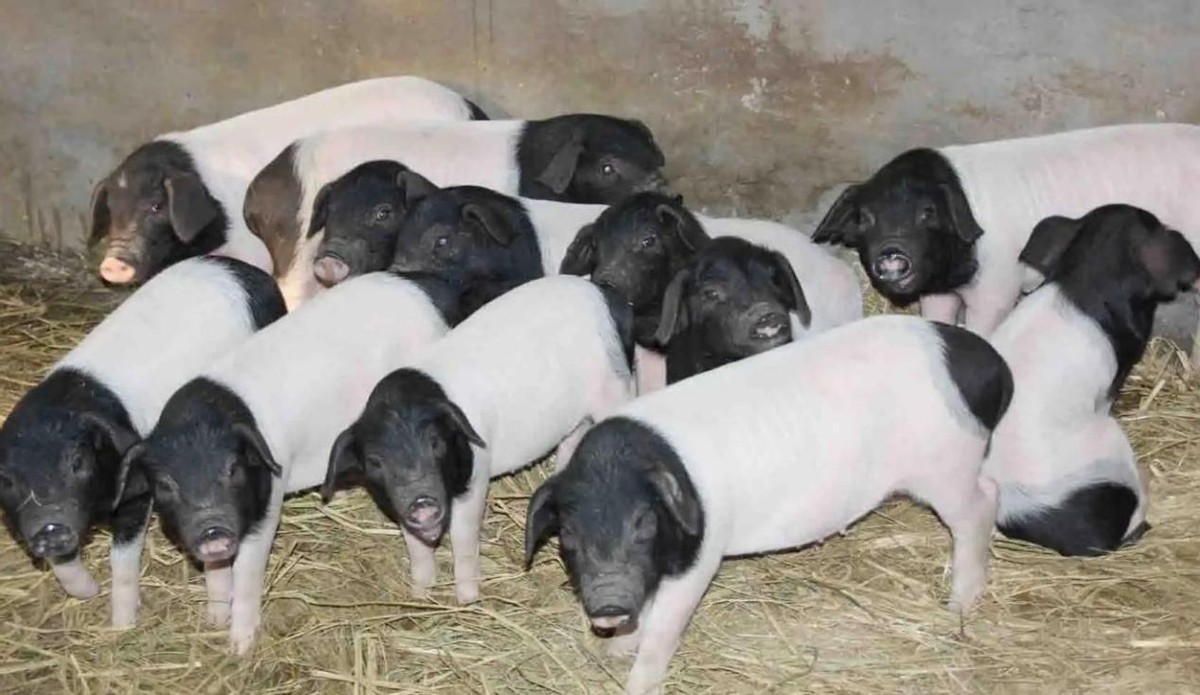 全国猪肉产地在哪里,正宗黑土猪肉产地哪最好