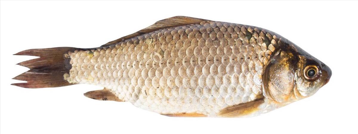 七种不一样的鱼图片,各种鱼的区别方法图解