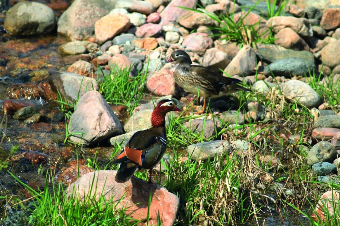 跟着“鸟王爷”去观鸟