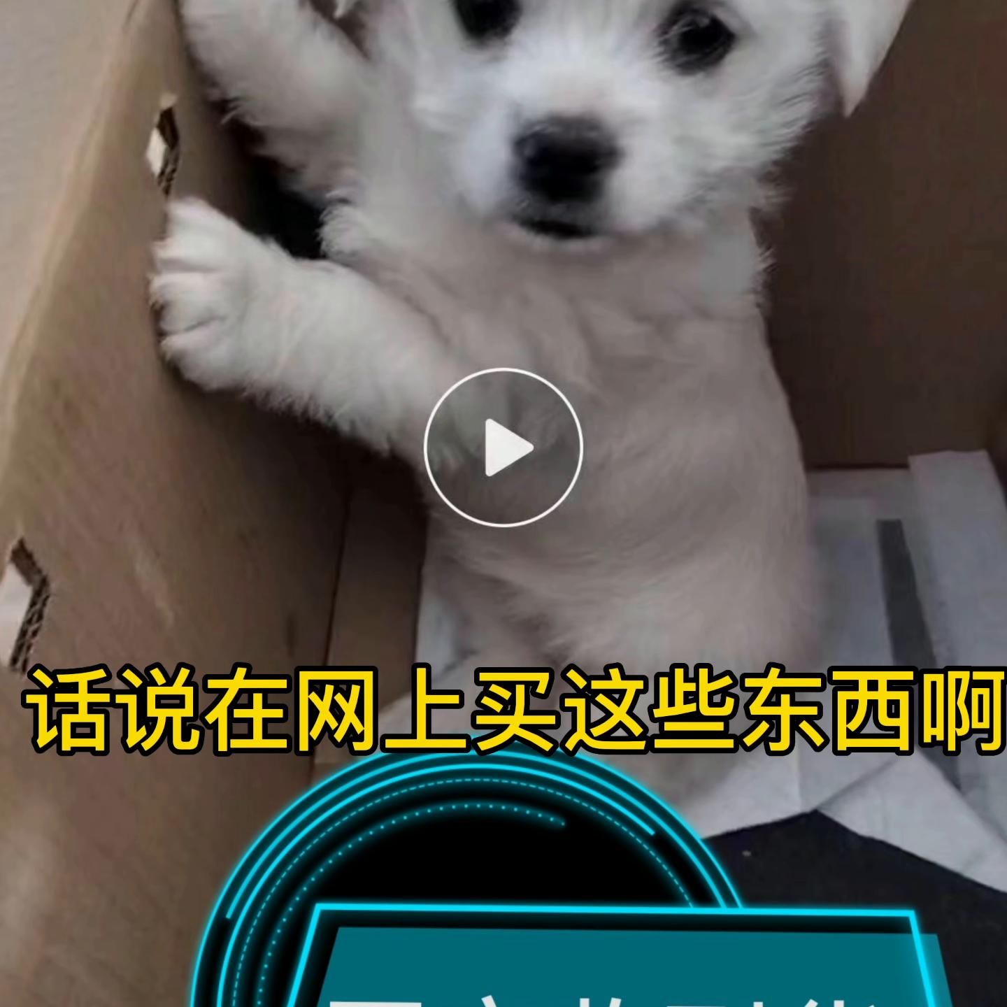 活该被骗！五百块买了只哈巴狗 #*子骗**不可怕就怕*子骗**有文化