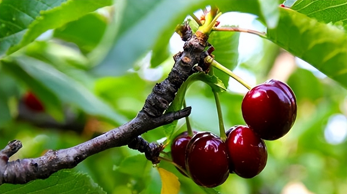 车厘子进口代理商,车厘子报关价格