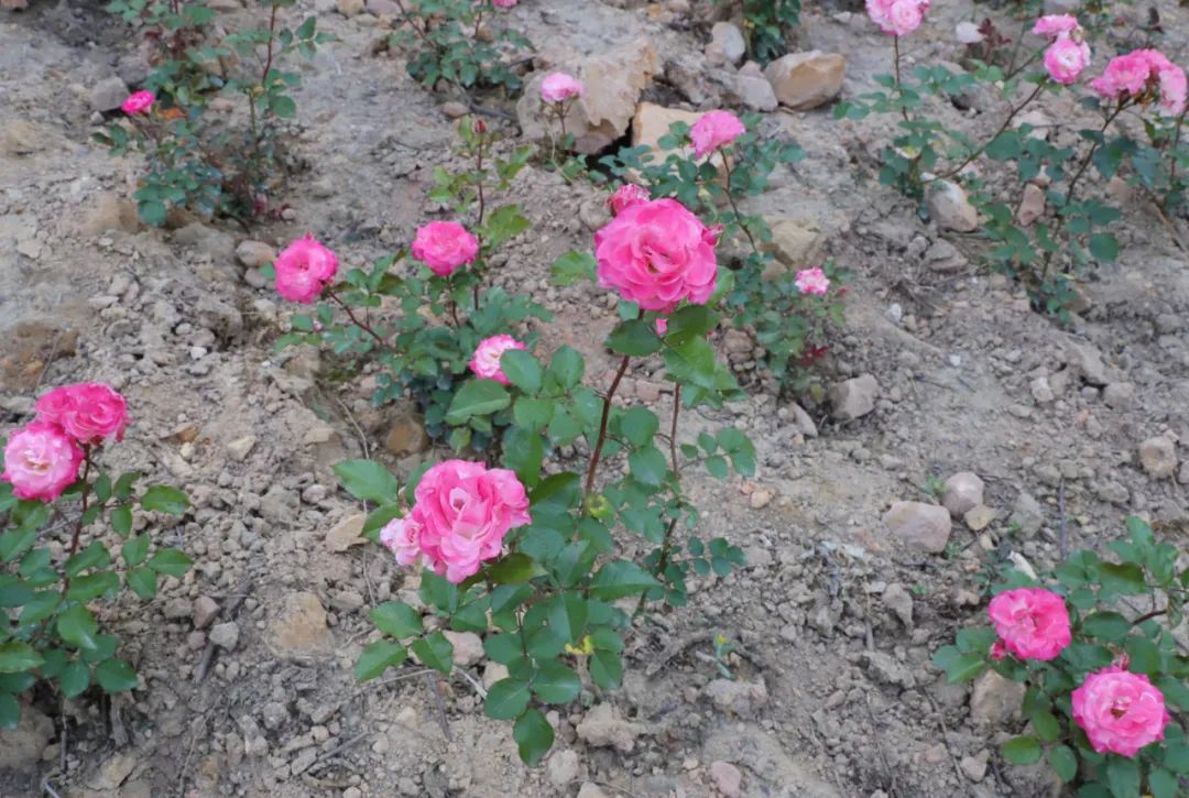 全国最大的玫瑰花种植基地,百万亩玫瑰花基地