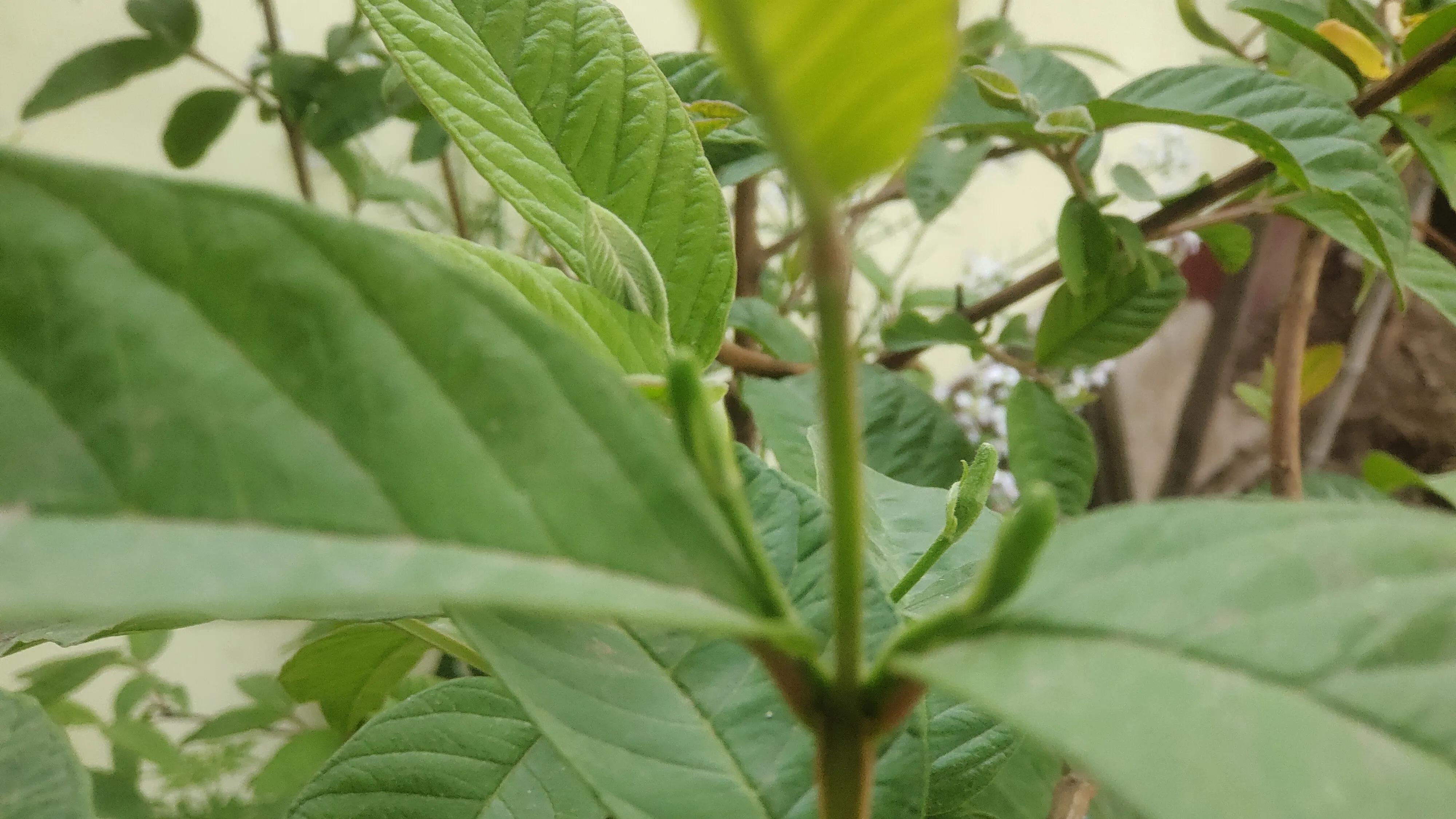 番石榴只开花不结果怎么处理,番石榴开花到结果成熟要多长时间