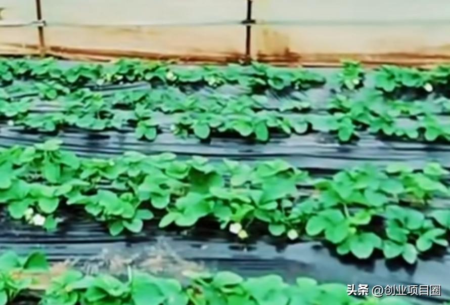 农村致富在一年之内出效益的项目,农村人致富选择种植好项目