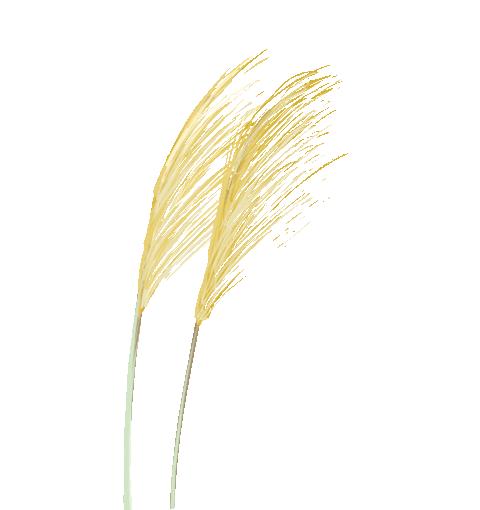 心理学情绪细分,心理学是一门怎么样的科学500字