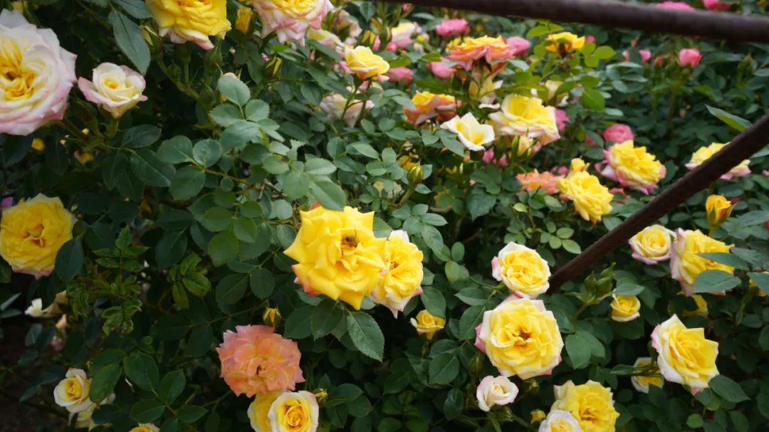 金东鲜花,金东村花卉扶贫基地