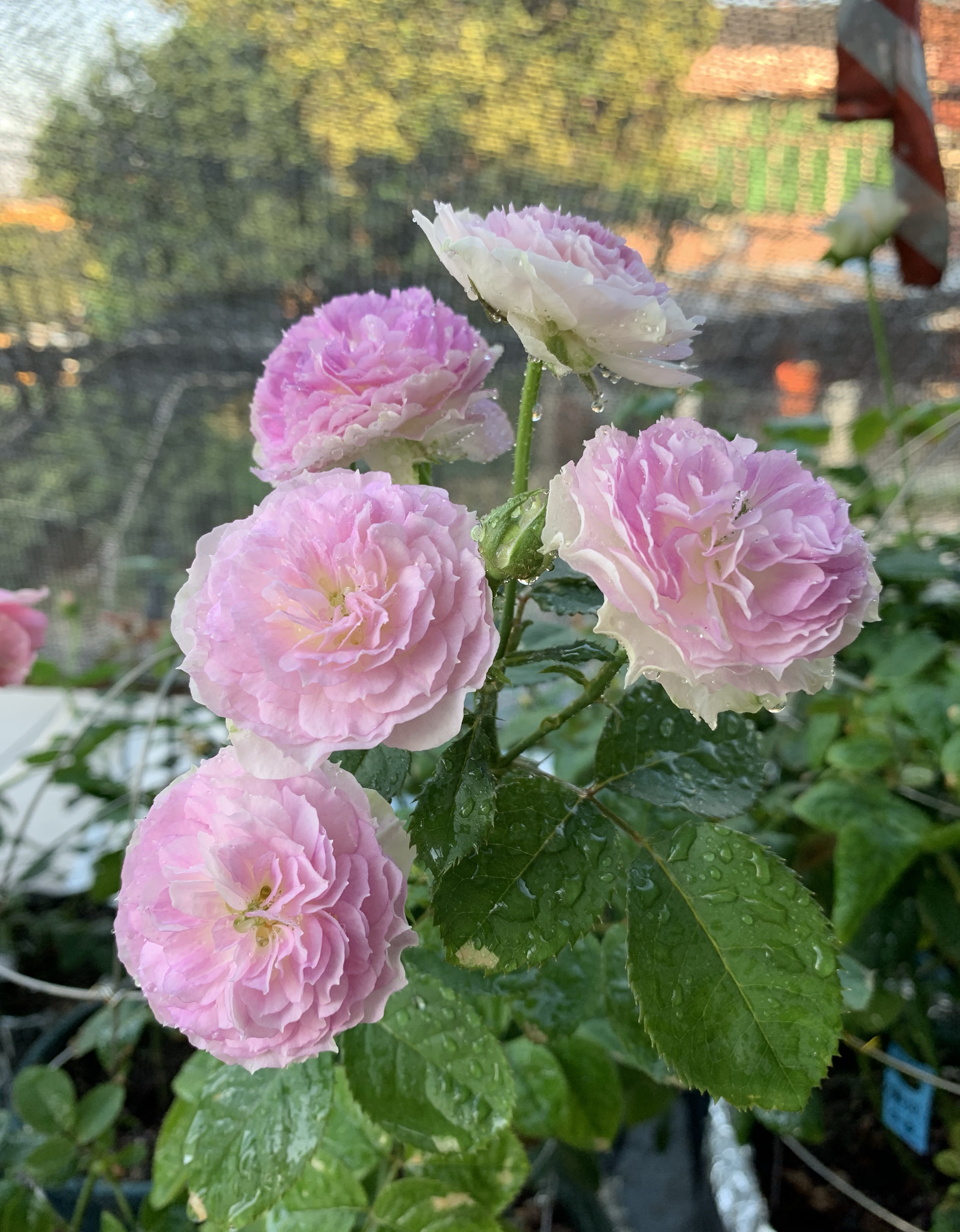 月季花蓝色晴空,月季花蓝月石