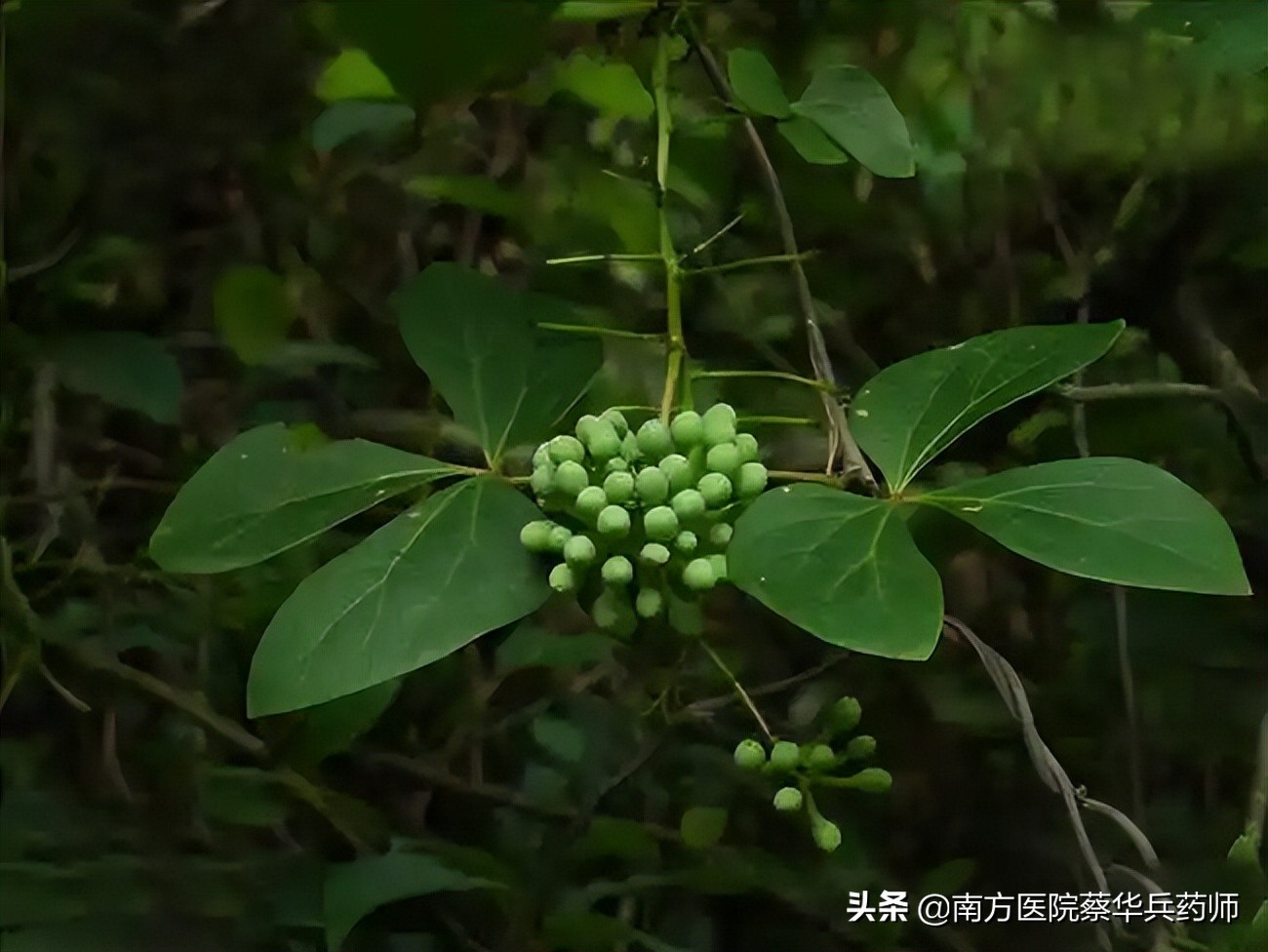 专治关节冷痛特效中药,治疗腿疼祛风除湿的中药有哪些