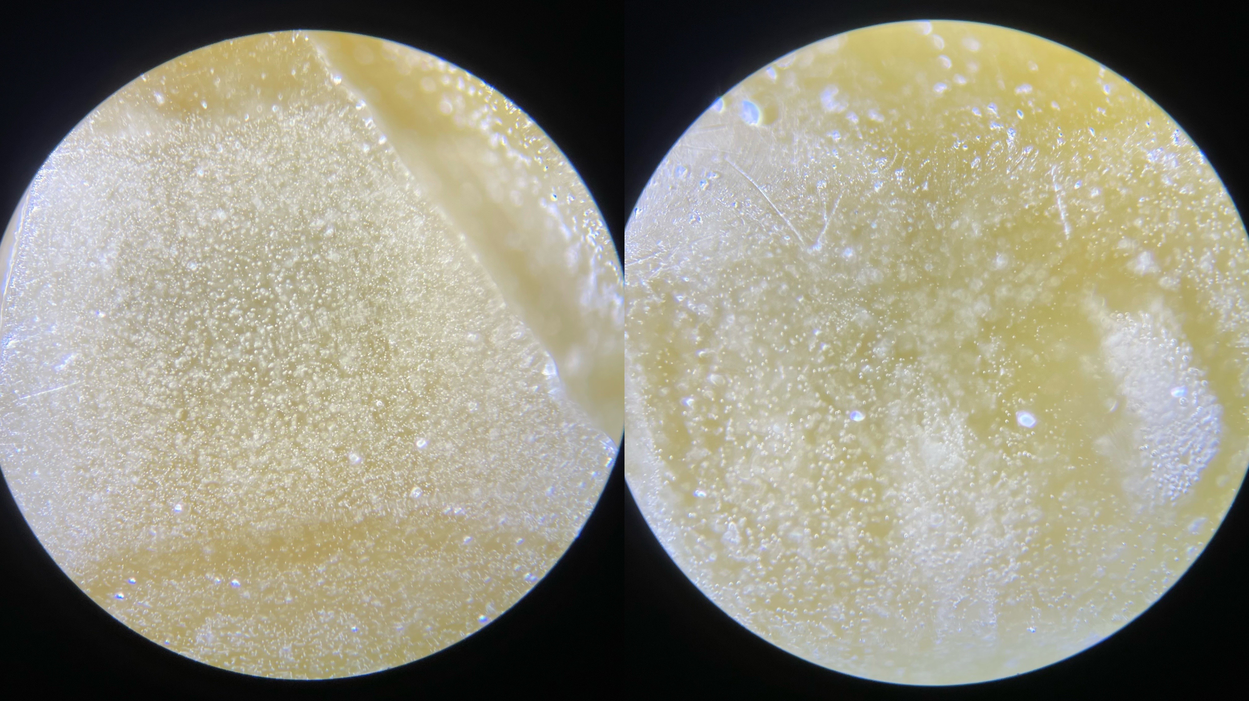 琥珀和蜜蜡区别视频,琥珀和蜜蜡有什么区别呢