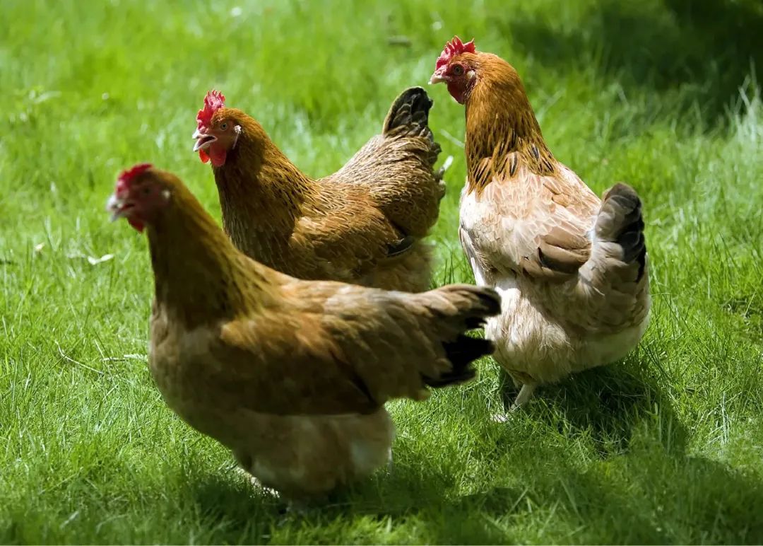 天赐良鸡怎么样,周口天赐良鸡饭店