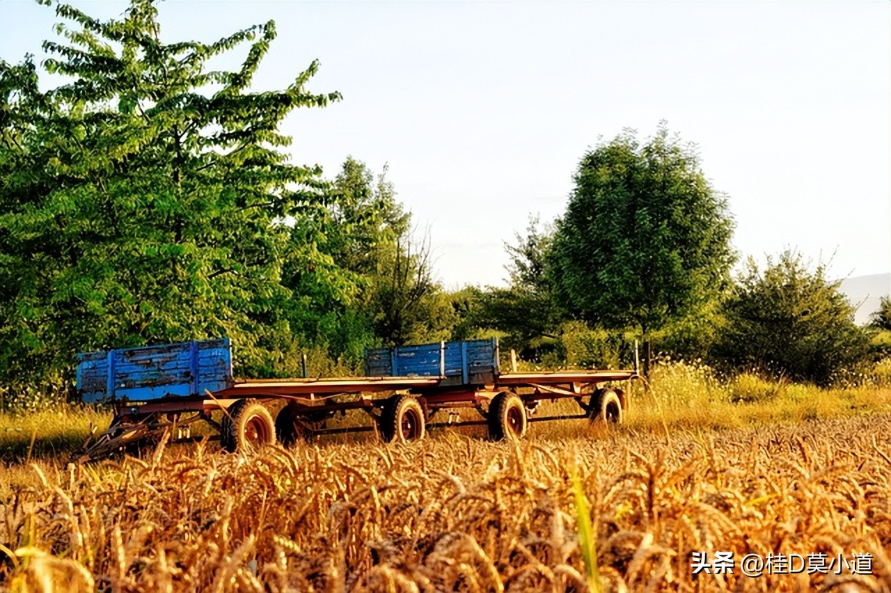 大连农村养殖致富项目,农村养殖致富好项目孔雀养殖