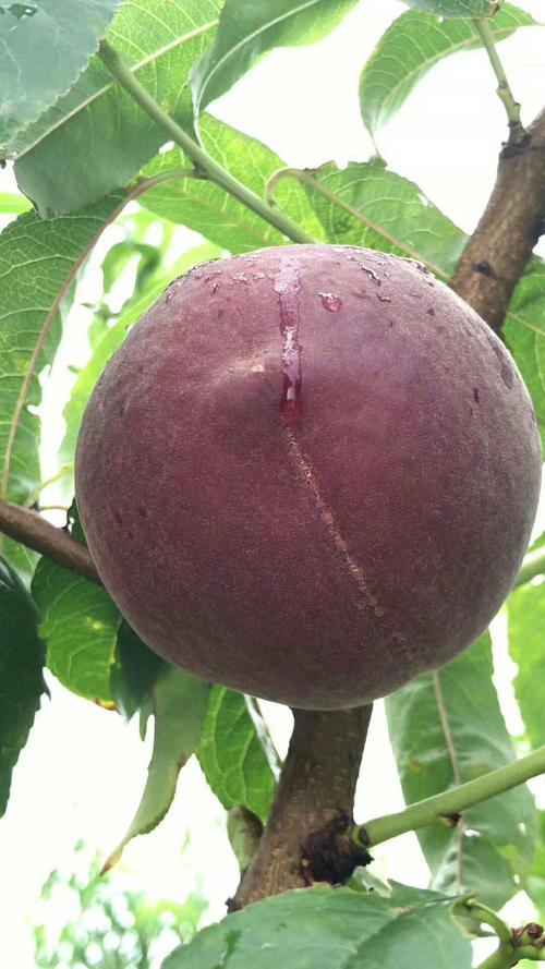 这种水果南方大量种植,早熟高产水果