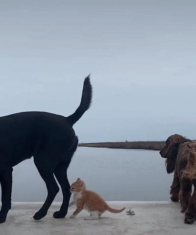 捡来的小橘把狗当妈妈,开始逐渐狗化,一起拆家、听指令、游泳…