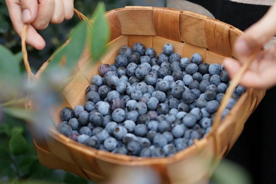 涓浗鍥涘骇鏄ュ煄,涓浗鍥涘ぇ鏄ュ煄
