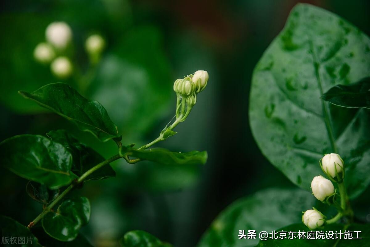 雨天怎么给植物光照,下雨天如何帮植物挡雨