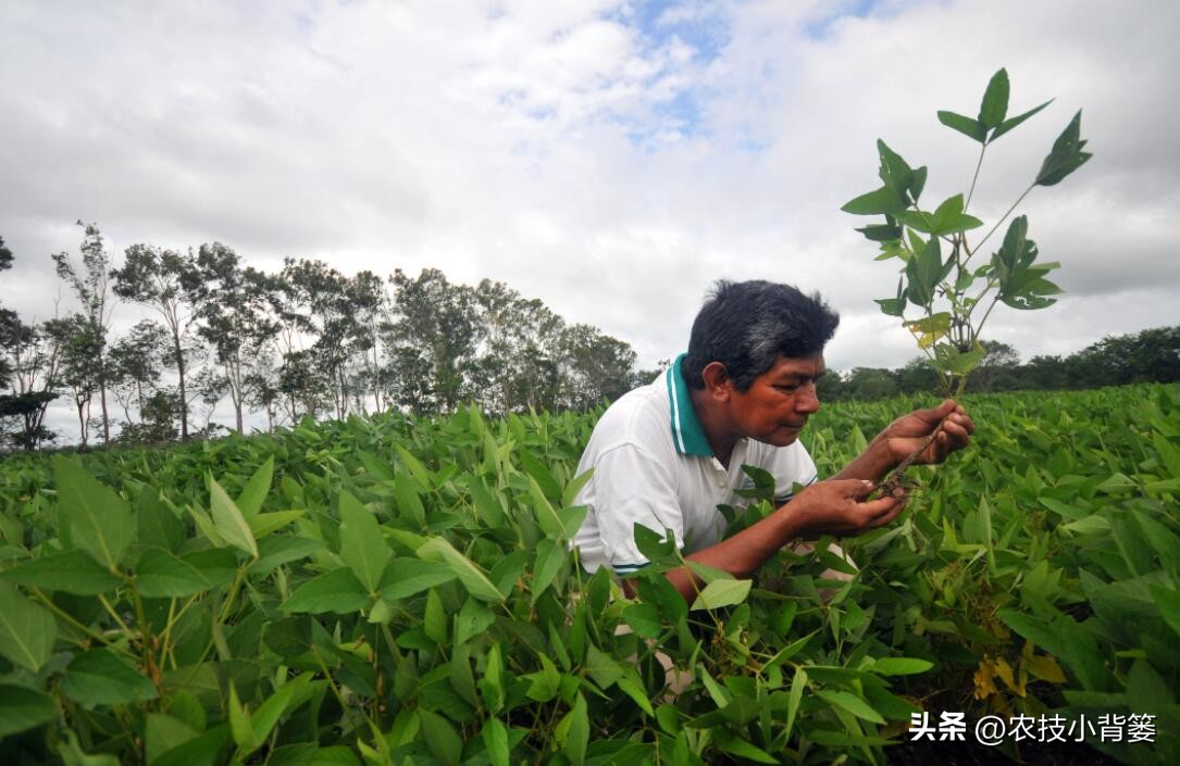 大田作物换茬有什么好处,什么叫轮茬种植