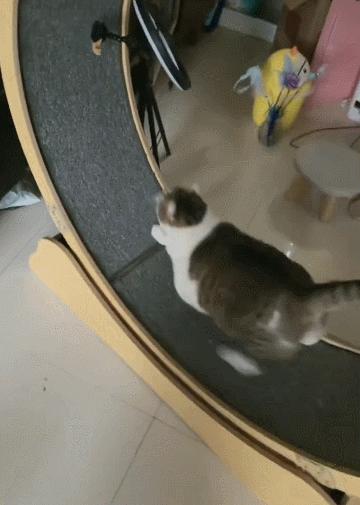 养猫省钱妙招排毛球,养猫不掉毛妙招有哪些方法