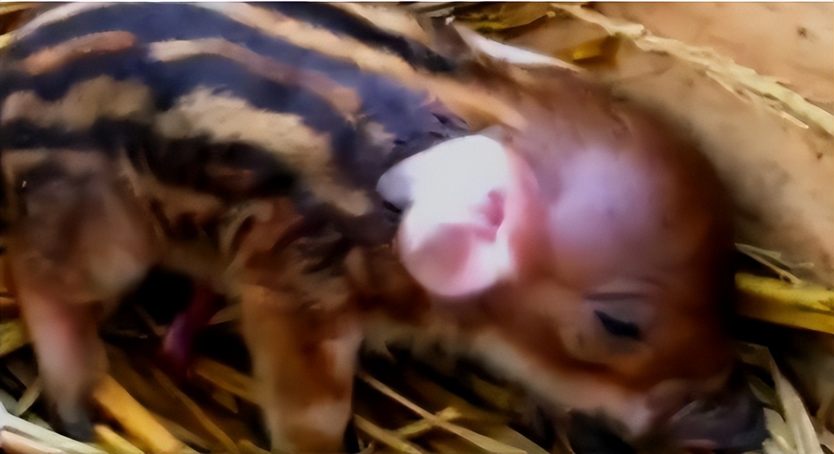 母猪生豹纹猪仔,母猪生下豹纹怪猪