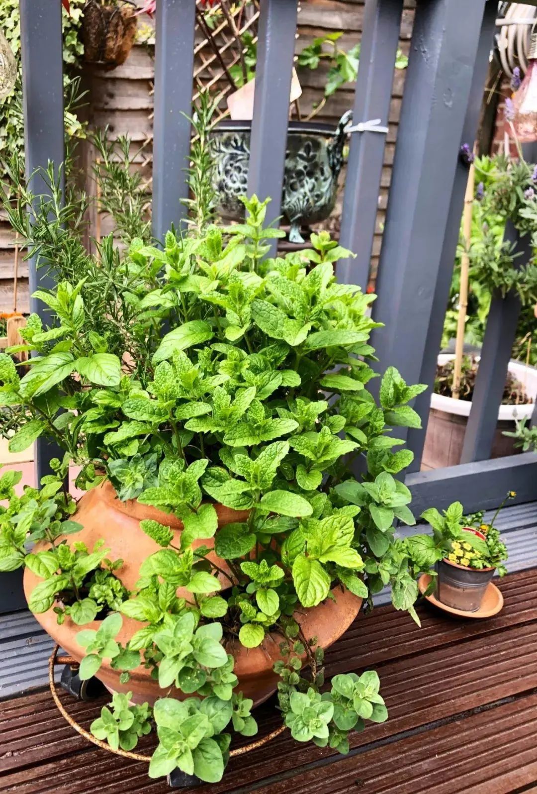 薄荷盆栽冬季怎么养护和管理,冬天薄荷室外怎么养