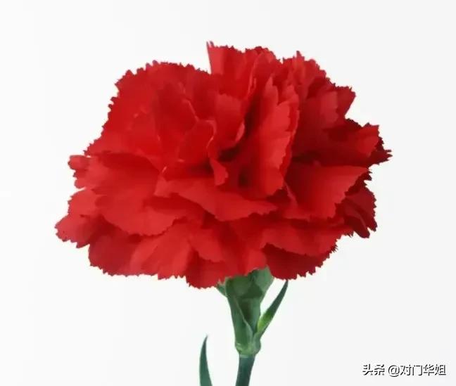 不朽的母爱,不朽的母爱全文