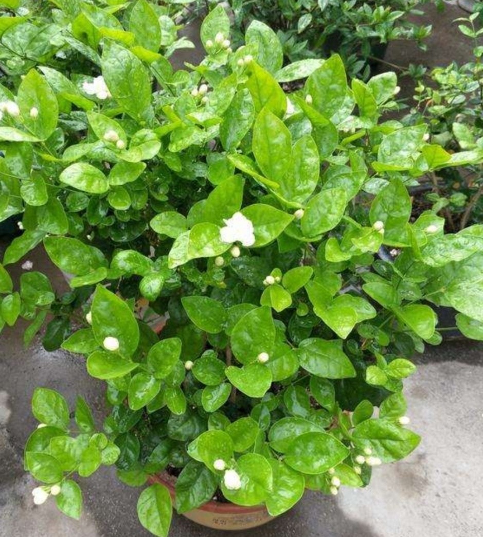 茉莉花怎么养迅速开花,茉莉花如何养开花不断