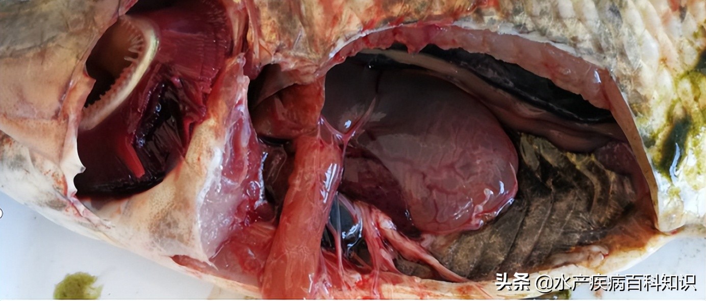 罗非鱼链球菌病治疗措施,罗非鱼感染链球菌病发病原因