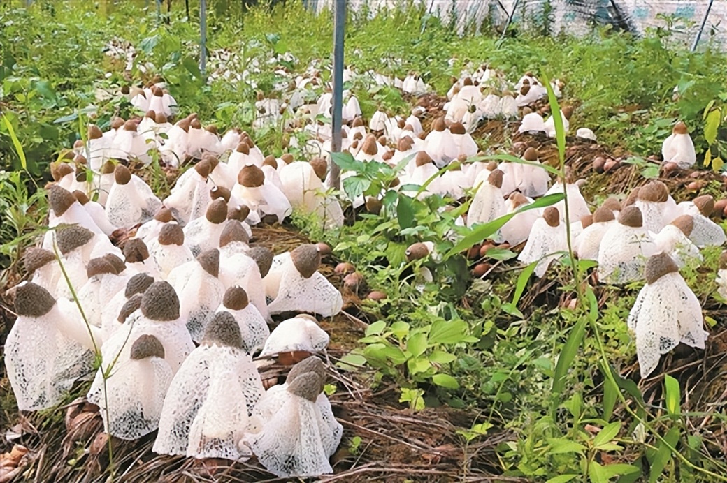 水稻产业发展与农民收入提升,水稻秸秆综合利用项目赚钱